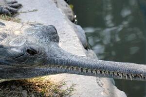 uma crocodilo vidas dentro uma berçário dentro norte Israel. foto