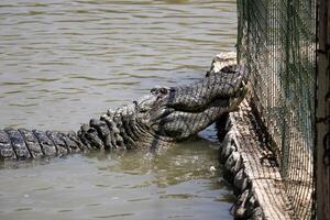 uma crocodilo vidas dentro uma berçário dentro norte Israel. foto