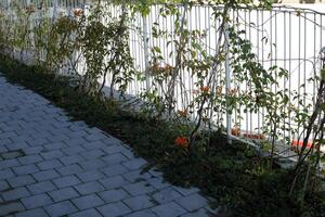 verde plantas e flores crescer ao longo uma cerca dentro uma cidade parque. foto