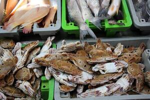 frutos do mar é vendido às uma bazar dentro Israel. foto