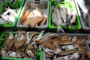 frutos do mar é vendido às uma bazar dentro Israel. foto