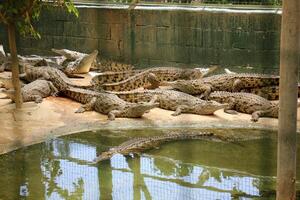 uma crocodilo vidas dentro uma berçário dentro norte Israel. foto