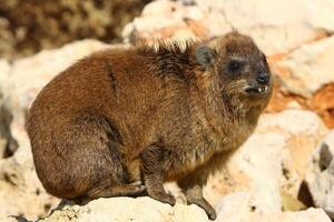 a hyrax mentiras em quente pedras aquecido de a Sol. foto