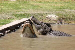 uma crocodilo vidas dentro uma berçário dentro norte Israel. foto