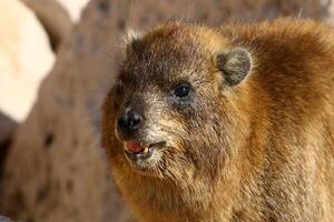 a hyrax mentiras em quente pedras aquecido de a Sol. foto