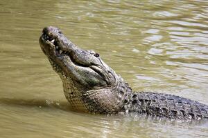 uma crocodilo vidas dentro uma berçário dentro norte Israel. foto