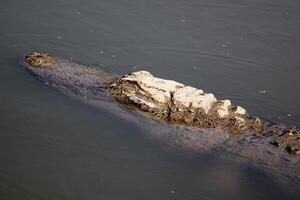 uma crocodilo vidas dentro uma berçário dentro norte Israel. foto