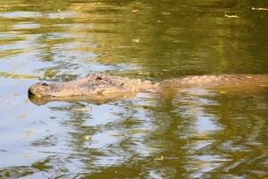 uma crocodilo vidas dentro uma berçário dentro norte Israel. foto