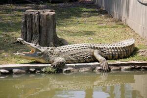 uma crocodilo vidas dentro uma berçário dentro norte Israel. foto