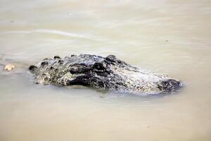 uma crocodilo vidas dentro uma berçário dentro norte Israel. foto