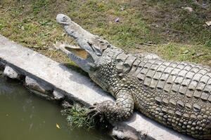 uma crocodilo vidas dentro uma berçário dentro norte Israel. foto