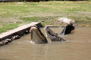 uma crocodilo vidas dentro uma berçário dentro norte Israel. foto