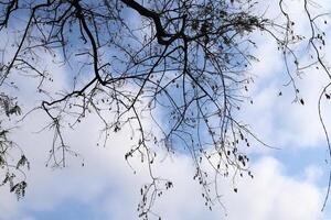 ramo do uma alta árvore contra uma fundo do azul céu. foto