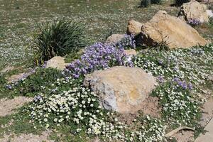 pedras dentro uma cidade parque em a margens do a Mediterrâneo mar. foto