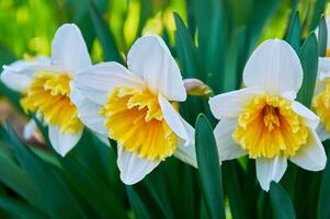 lindo branco narcisos dentro a jardim. Primavera flores foto