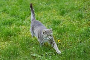 fofa cinzento gato caminhando dentro verde Relva foto