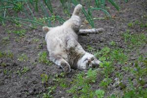 fofa cinzento gato caminhando dentro a jardim camas foto