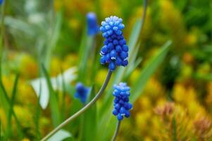 Primavera flores do muscari armeniacum entre verde Relva dentro uma Primavera jardim dentro luz solar foto