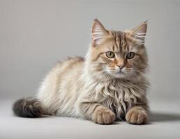 retrato do uma cabeludo gato do siberian procriar foto