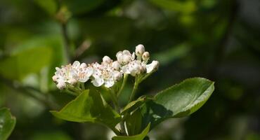 floração do aronia com verde folhas dentro fechar-se foto