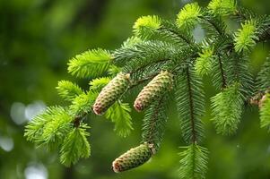 fechar acima do uma verde abeto cones sobre borrado fundo foto