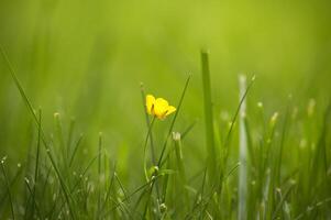 amarelo botão de ouro flor contraste com verde exuberante meio Ambiente foto