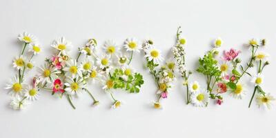 flores silvestres decoração floral flatlay em branco fundo foto