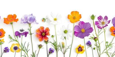 flores silvestres decoração floral flatlay em branco fundo foto