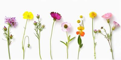 flores silvestres decoração floral flatlay em branco fundo foto