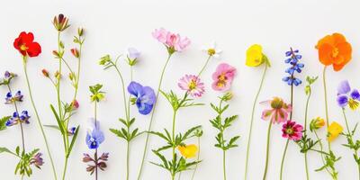 flores silvestres decoração floral flatlay em branco fundo foto