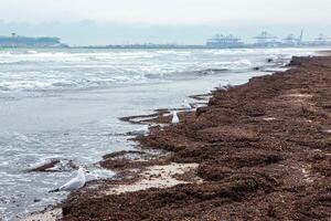 ecológico problemas. grande quantidade do algas marinhas depois de uma tempestade em uma de praia dentro valência, Espanha foto