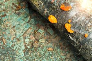 laranja cogumelo em a árvore foto