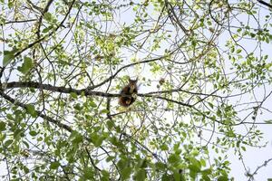 esquilo em uma árvore foto