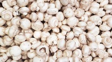 vista de cima de muitos champignon crus. cogumelos limpos maduros frescos brancos estão prontos para cozinhar. dieta ou conceito de comida vegetariana. foto