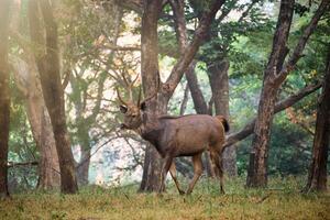 masculino Sambar Rusa unicolor veado dentro ranhambor nacional parque, rajastão, Índia foto