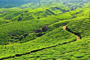 chá plantações. Munnar, Kerala, Índia foto