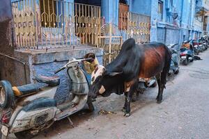 vaca dentro a rua do Índia foto