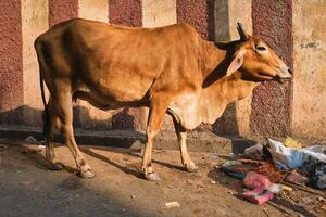 vaca dentro a rua do Índia foto