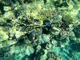 corais vivos, o mundo subaquático natural do oceano. recife no mar. foto