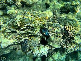 corais vivos, o mundo subaquático natural do oceano. recife no mar. foto