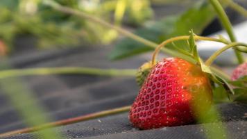 colhendo morangos vermelhos grandes orgânicos maduros frescos ao ar livre em tempo ensolarado na plantação. campo de morango em uma fazenda de frutas. uma nova safra de morangos abertos crescendo fora do solo. foto