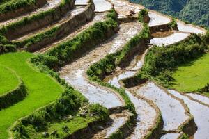 arroz campo terraços. perto sapa, mui ne foto