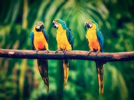 azul e amarelo arara dentro selva foto