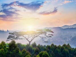 solitário árvore em nascer do sol dentro colinas foto