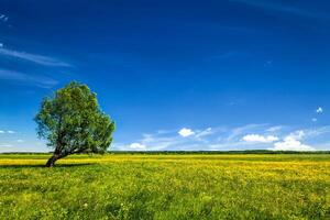 verde campo cenário paisagem com solteiro árvore foto