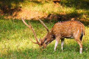 lindo masculino chital ou visto veado dentro ranhambor nacional parque, rajastão, Índia foto