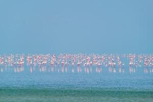 Rosa flamingo pássaros às sambhar sal lago dentro rajastão. Índia foto