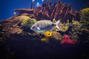 branco sargo peixe embaixo da agua dentro mar foto