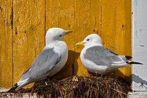 gaivota pássaro fechar acima foto