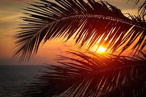 oceano pôr do sol visível através Palma folhas foto